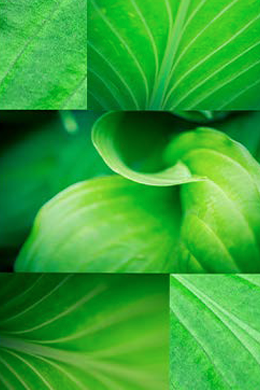 Sustainable Printing